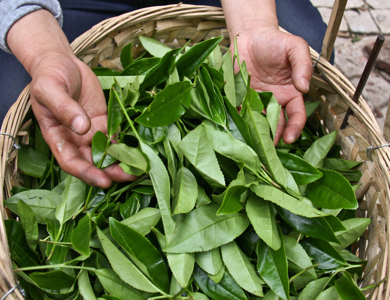 How Is Tea Made - All About the Process – Twinings