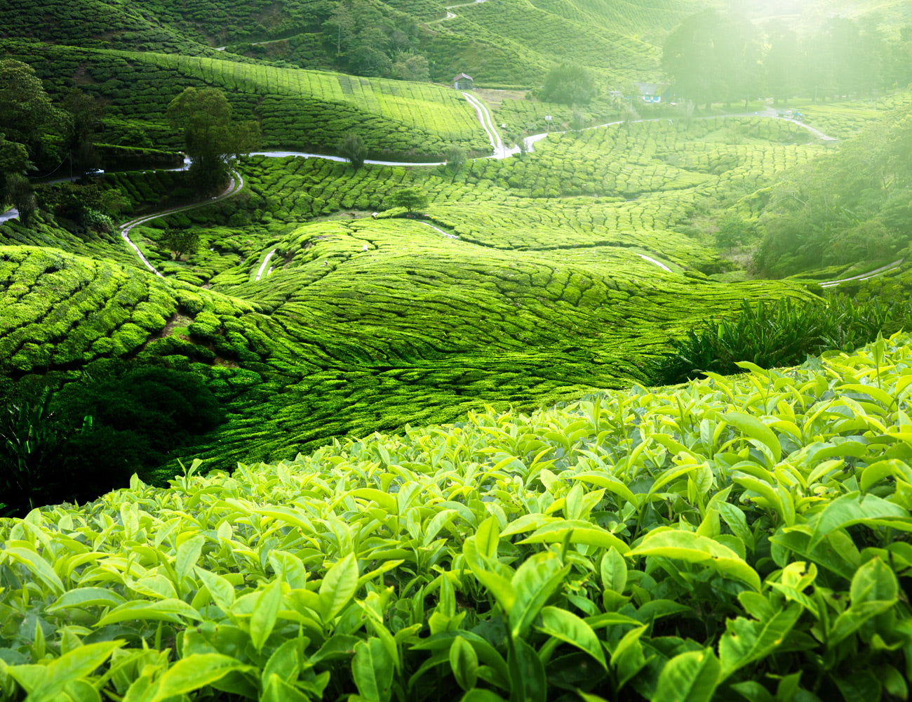 Where is Tea From?  Twinings, Types of Tea