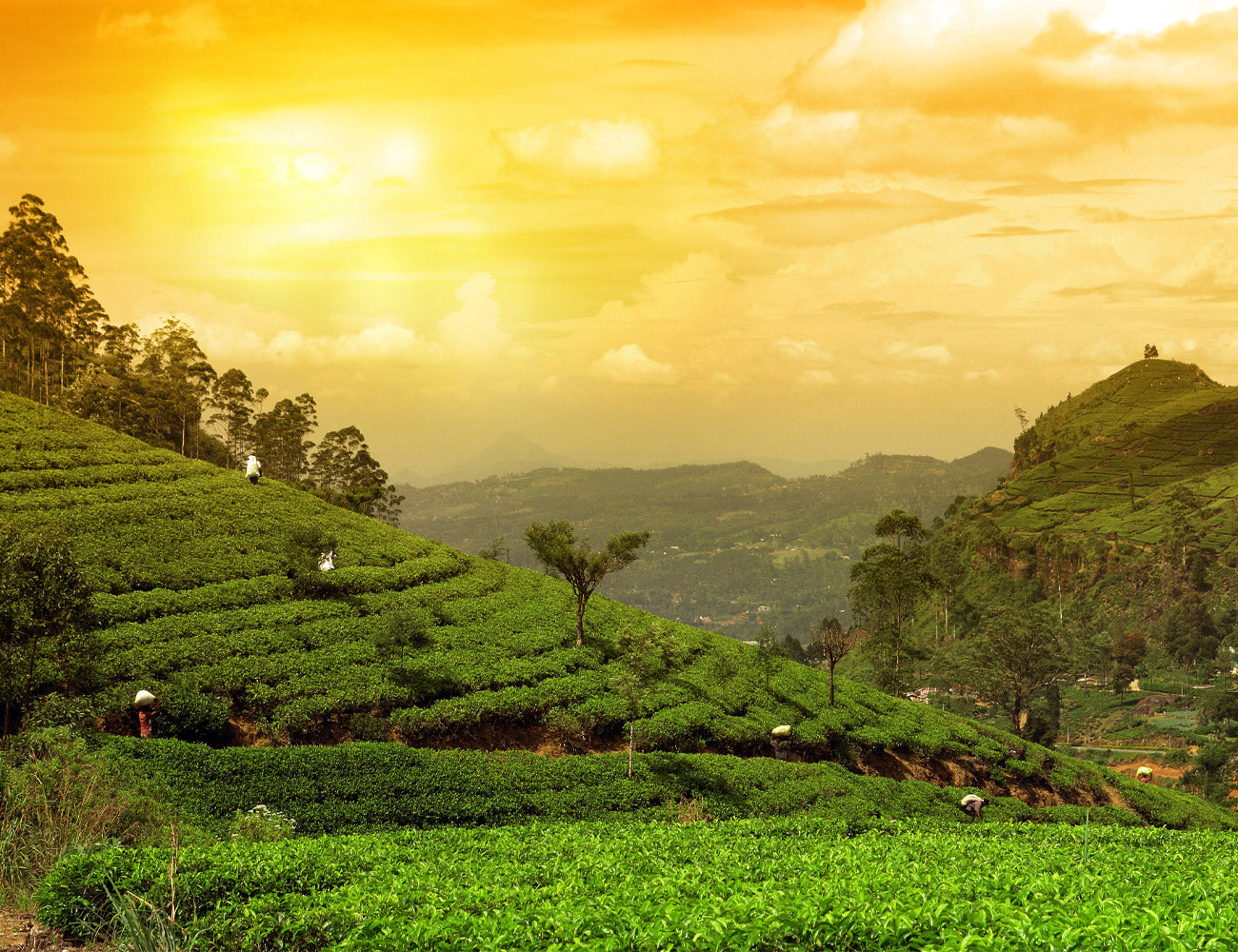 African Tea