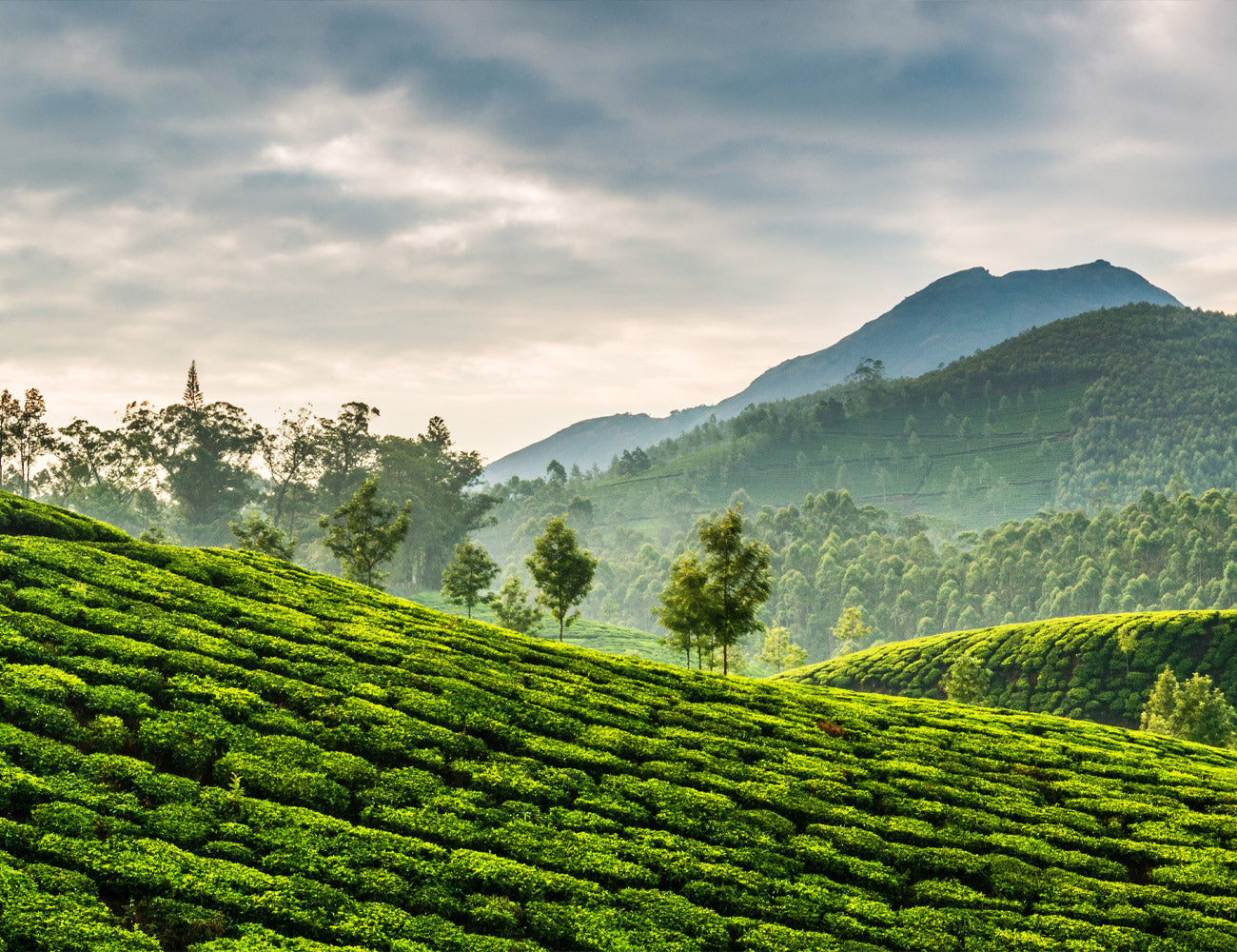 Indian Tea
