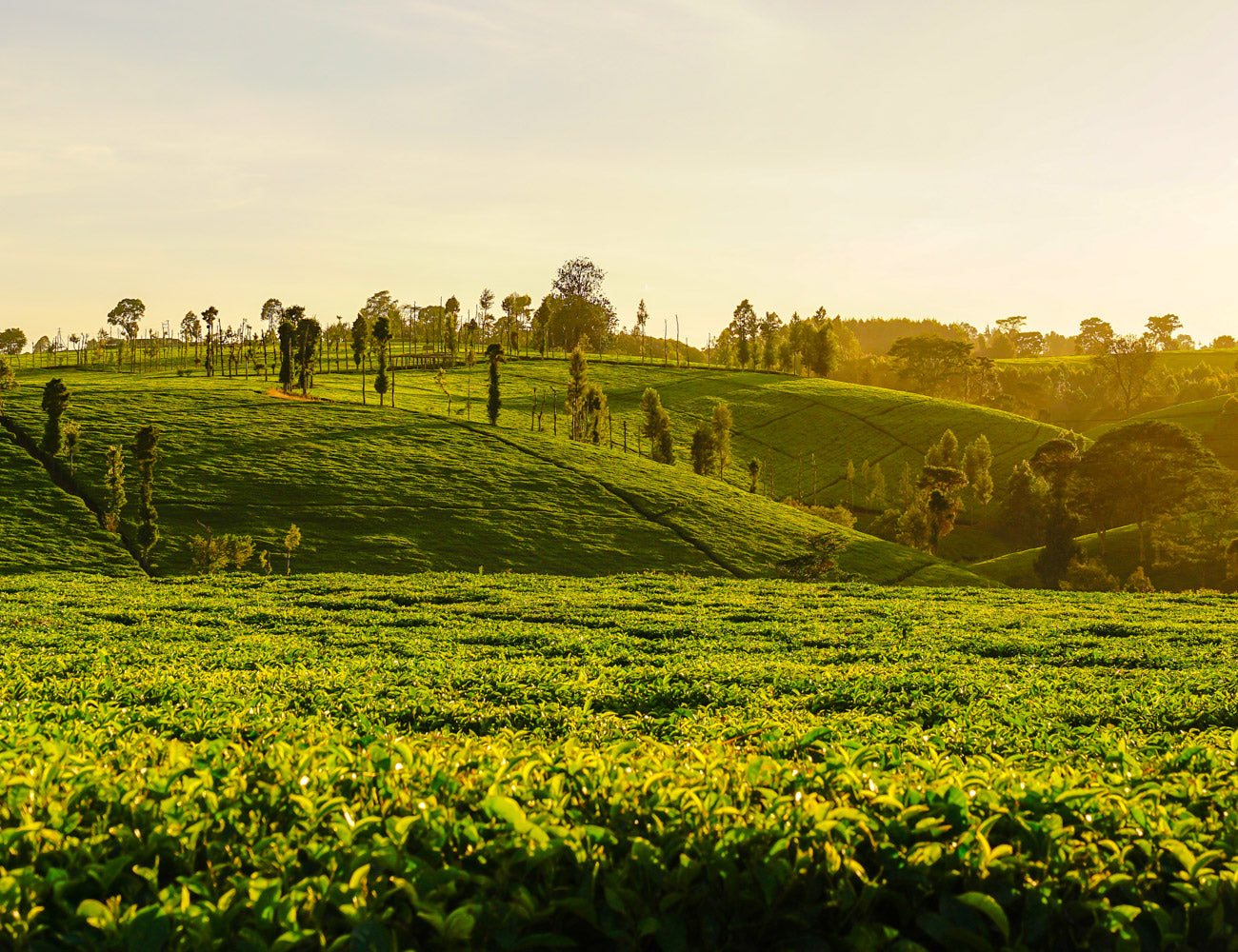 Kenyan Tea
