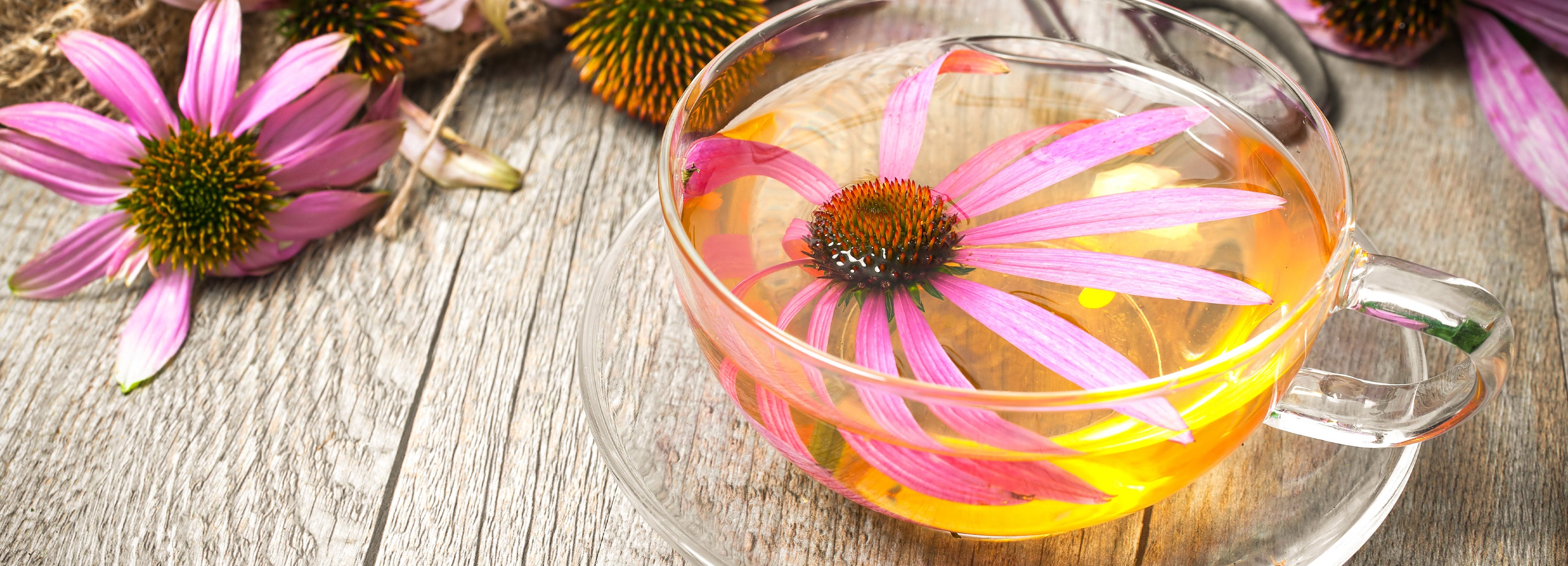 Echinacea Tea Banner Desktop