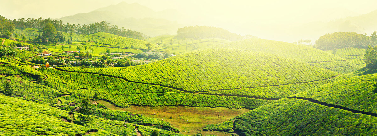 Organic & Fairtrade Tea Banners Desktop