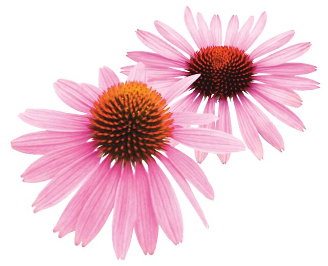 Echinacea flower