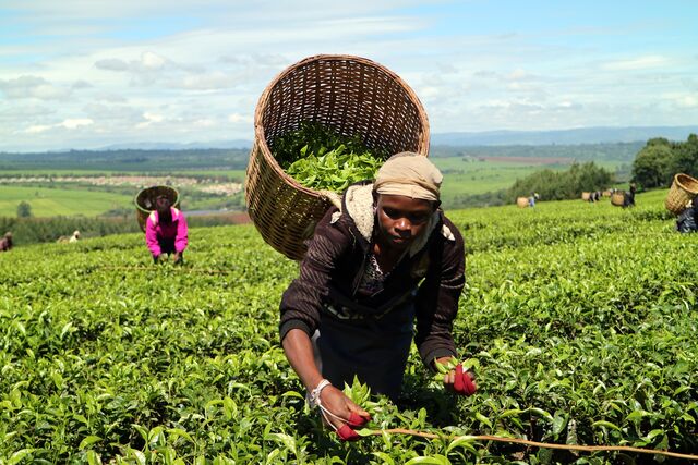 Plucking Tea