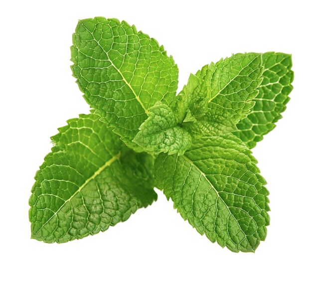 What is Mint Tea and Where Does it Come From?