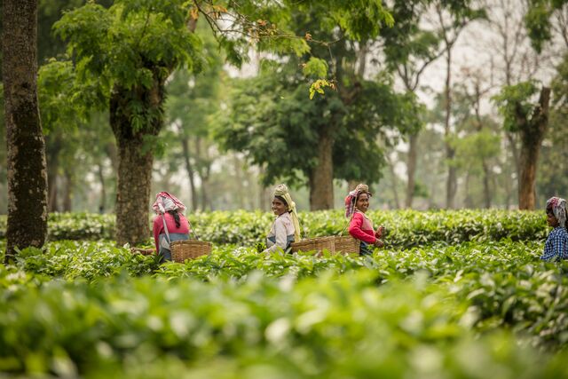 The History of Jasmine Green Tea