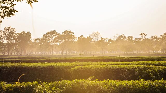 Growing Tea