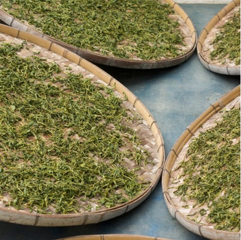 How Is Tea Made - All About the Process – Twinings