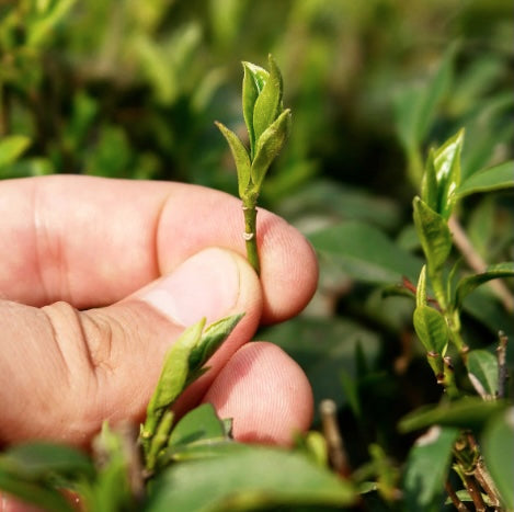 Tea Gardens