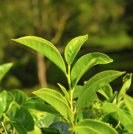 Camellia sinensis