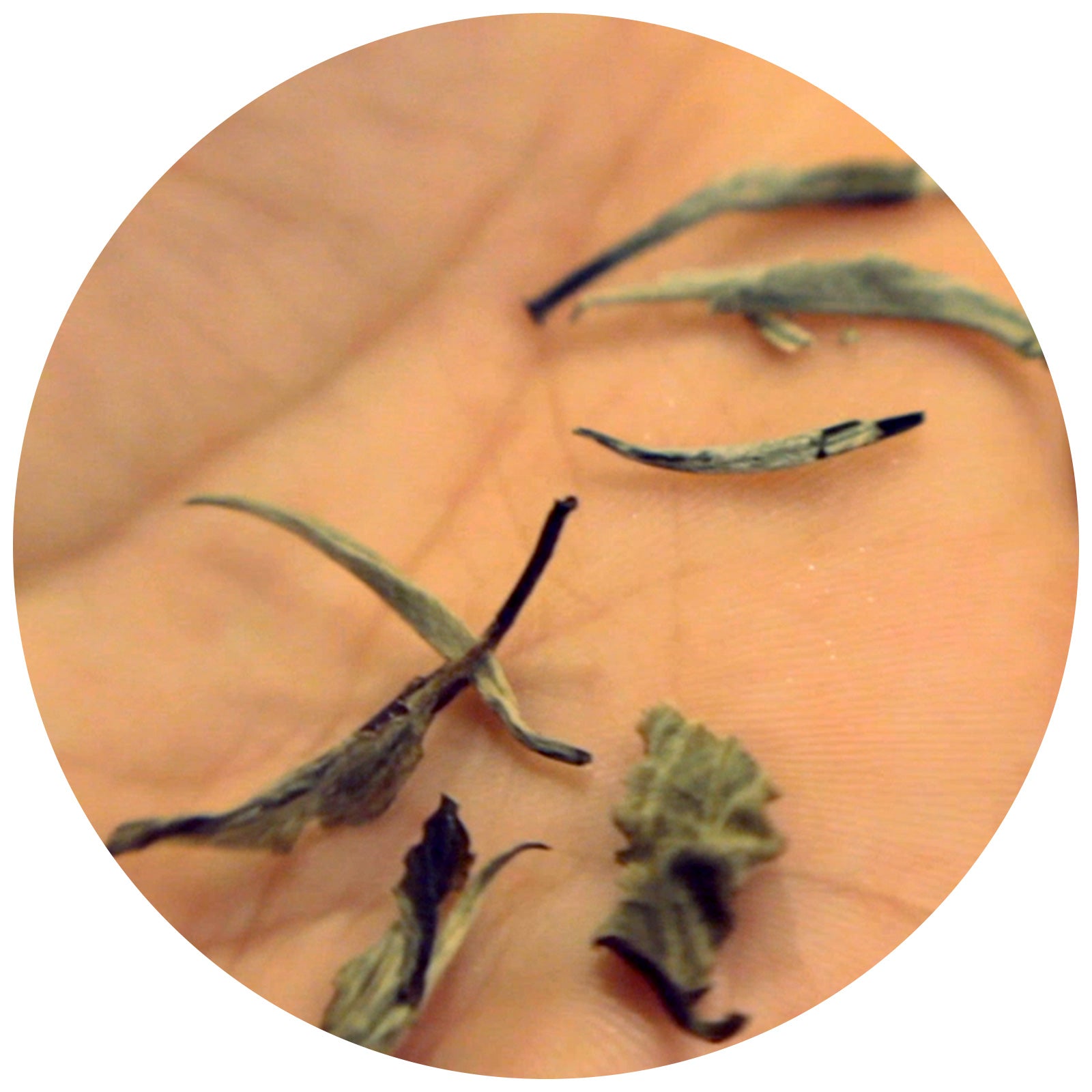 How is Indonesian Silver Tips Made ?