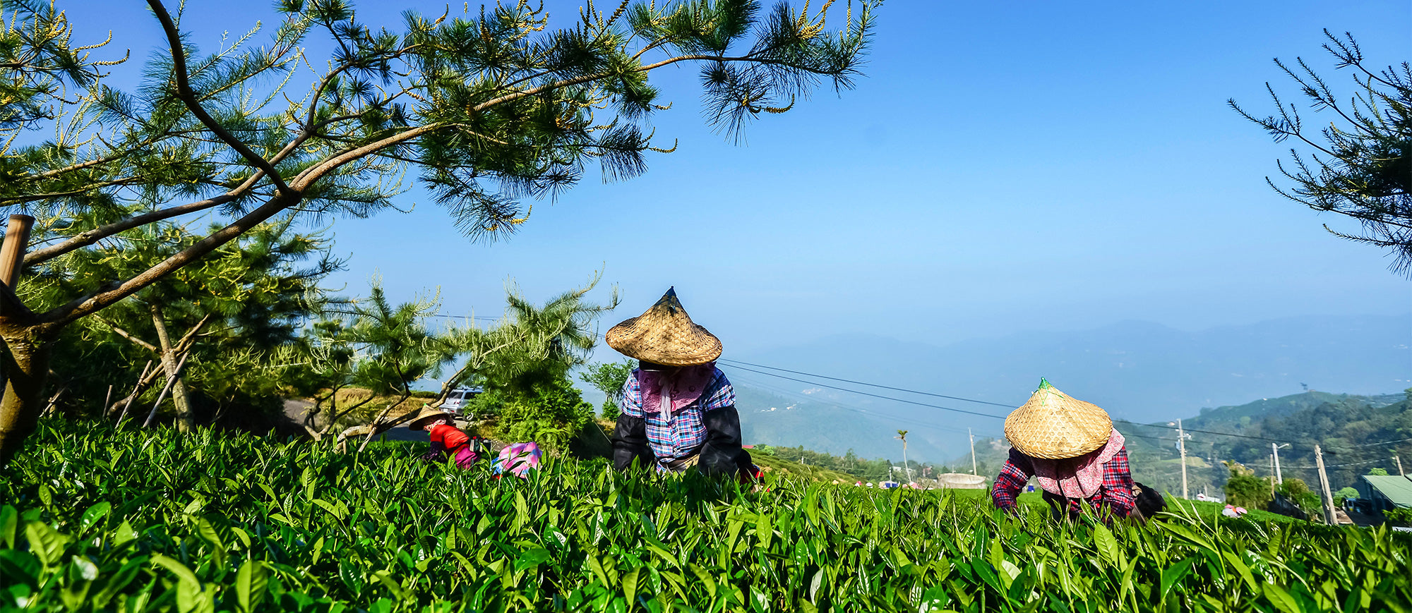 So - What’s So Different About Oolongs and Why Are They So Great?