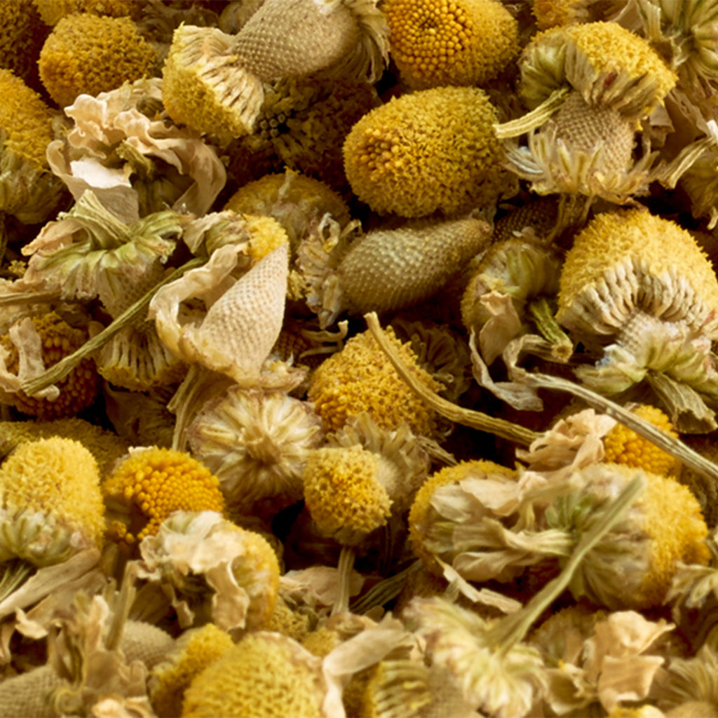  camomile flower