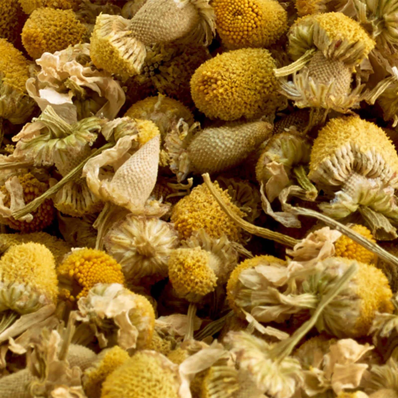  camomile flower
