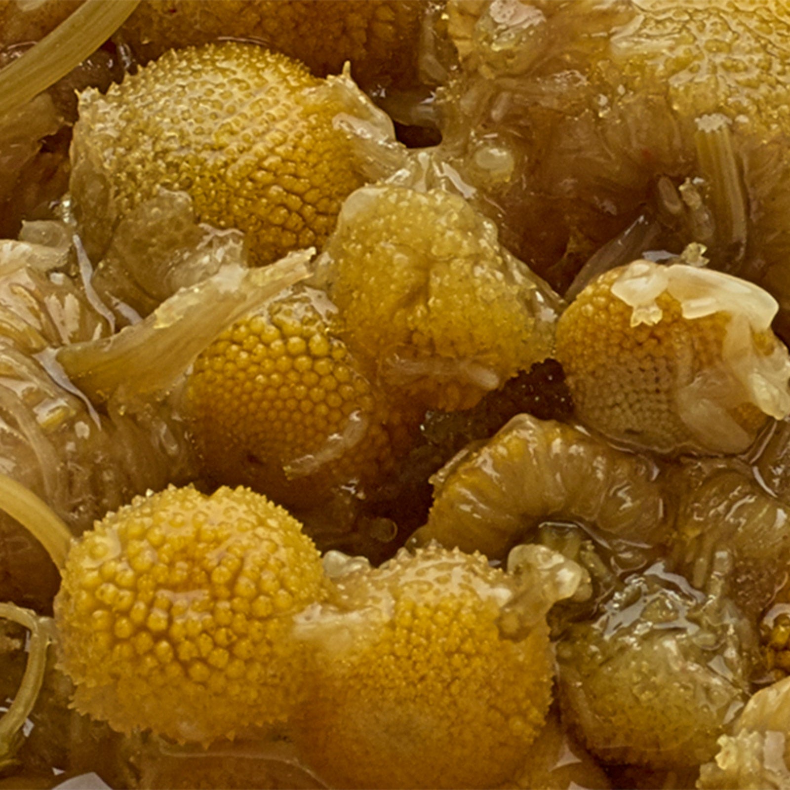 Whole Camomile Flowers - 50g Loose Leaf Tea